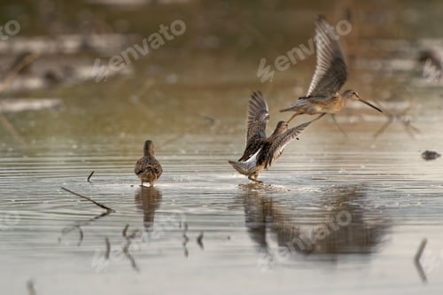 Preview: Cute little bird snipe drinking water with other snipes flying on a blurred background