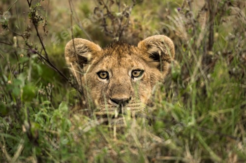 Preview: Lion cub hiding in long grass watching environment