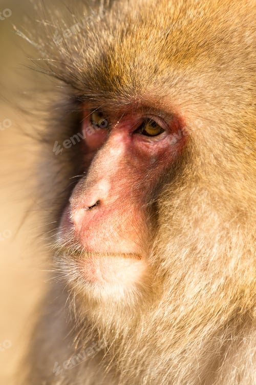 Preview: Cute monkey