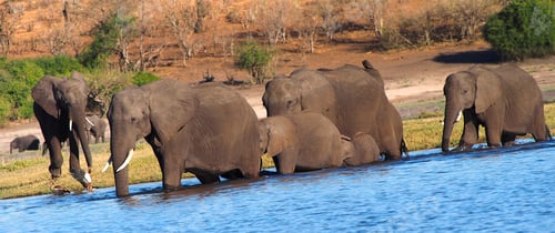 Preview: Elephant, Chobe National Park, Botswana
