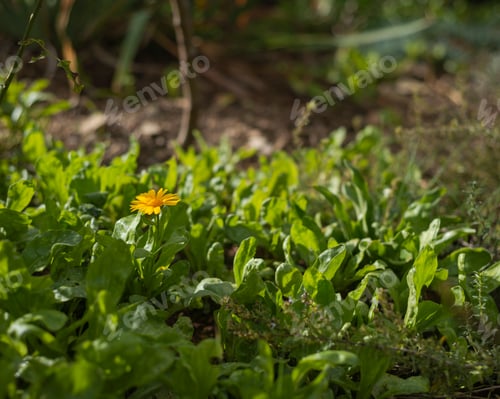 Preview: Calendula, lat. Calendula officinalis, an annual or less often biennial herbaceous plant