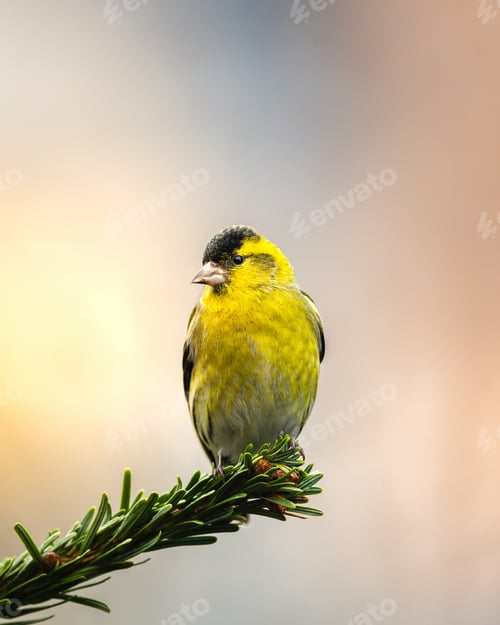 Preview: Closeup shot of a male Eurasian siskin perched on a tree branch