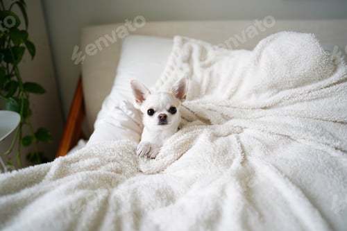 Preview: dog