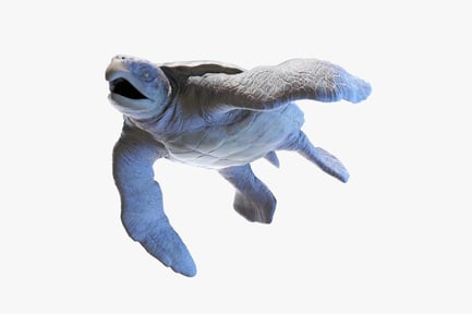 Preview: Archelon Ischyros: Prehistoric Sea Turtle