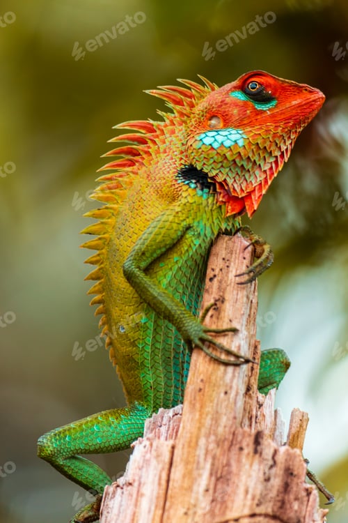 Preview: Common green forest lizard on a wooden pole in Sinharaja rain forest,