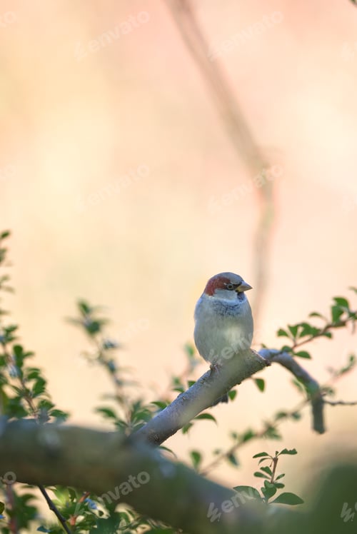 Preview: Sparrow