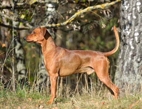 Preview: Uncropped German Pinscher dog