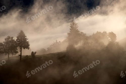 Preview: Misty landscape with fir forest