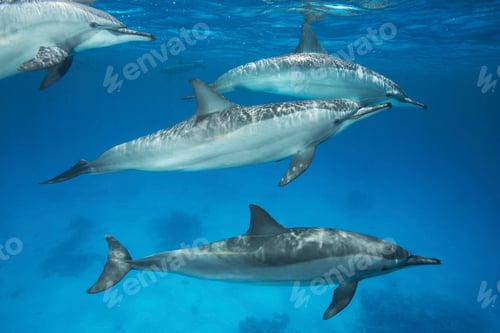 Preview: Group of Spinner Dolphins