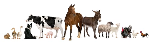 Preview: Variety of farm animals in front of white background