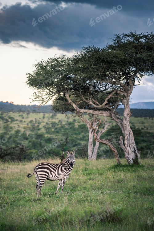 Preview: Zebra (Equus quagga) at El Karama Ranch, Laikipia County, Kenya