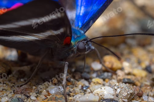 Preview: Butterfly drinking water of the floor sand