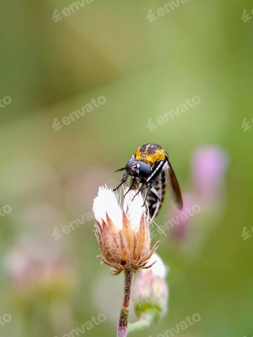 Preview: Toxophora, Nature background photo