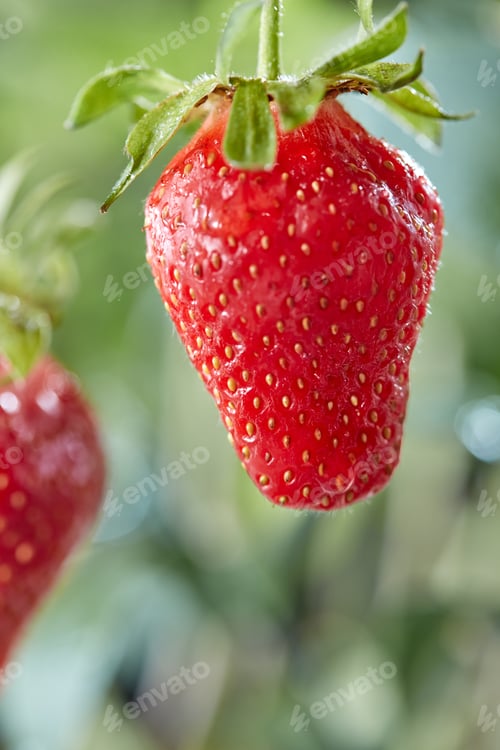 Preview: Ripe strawberry on a stalk with a drop of water on a background of greenery. Organic berry