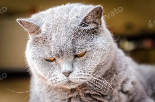 Preview: Portrait of british cat