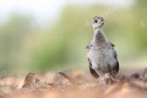 Preview: Closeup shot of a cute little Malleefowl