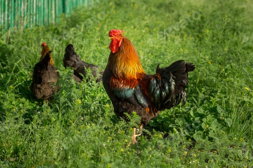 Preview: Chickens on traditional free range poultry farm