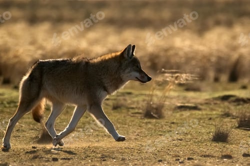 Preview: Eurasian wolf or Canis lupus lupus walks in steppe