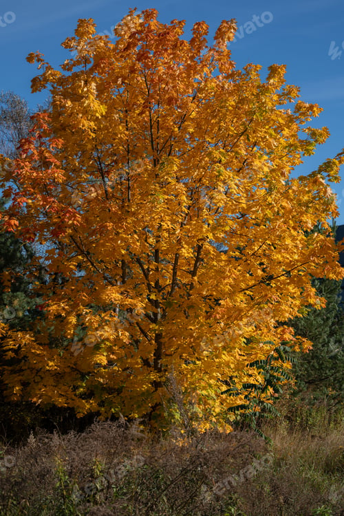 Preview: Autumn tree with golden, orange leaves under a clear blue sky, showcasing beauty of fall foliage.