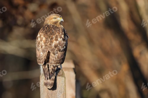 Preview: Hawk perched atop a post in an outdoor setting, surveying its surroundings