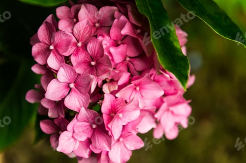 Preview: Hydrangea Flowers in the Garden