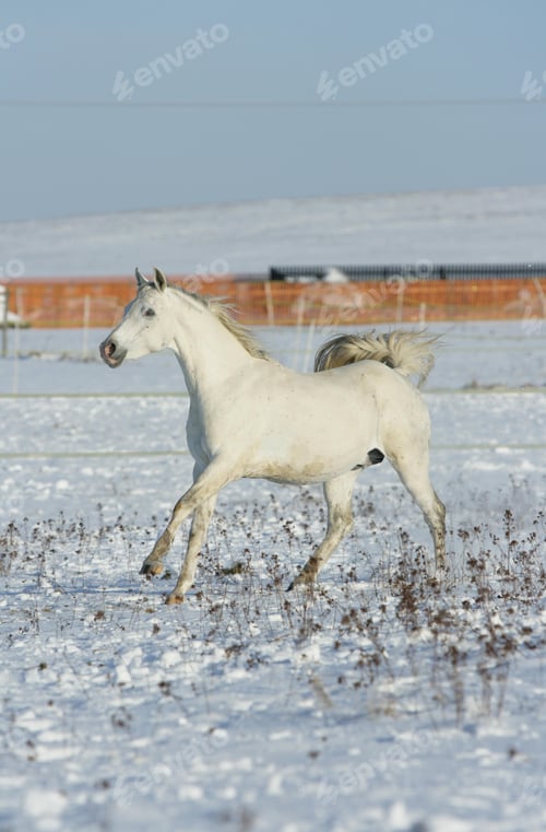 Preview: arabian, horse, mare, stallion, riding