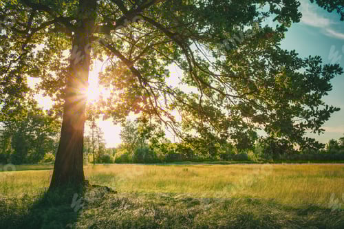 Preview: Summer Sunny Forest Trees And Green Grass. Nature Wood Sunlight