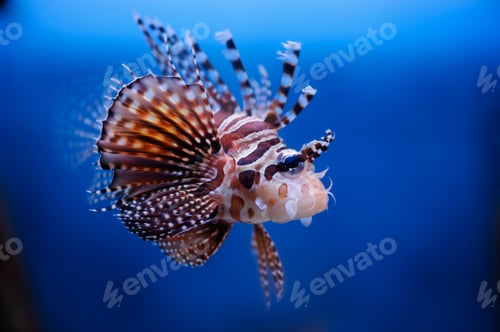 Preview: Lionfish (dendrochirus zebra) in a Moscow Zoo aquarium
