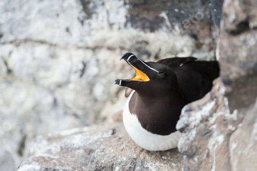 Preview: Razorbill (Alca torda), close-up