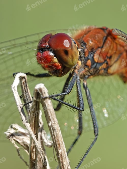 Preview: Ruddy darter (Sympetrum sanguineum)