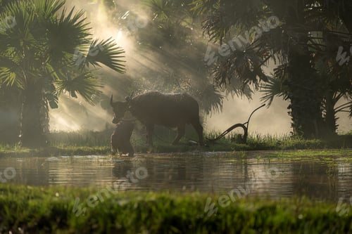 Preview: Farmers and their lifestyle of rice farming based on the seasons