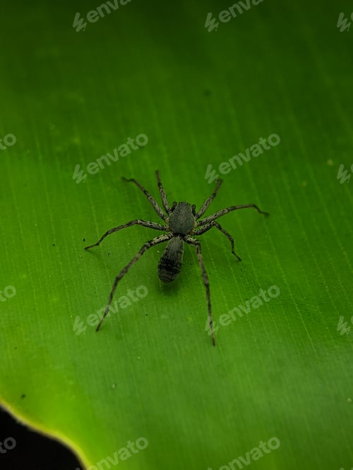 Preview: A black spider is on a green leaf