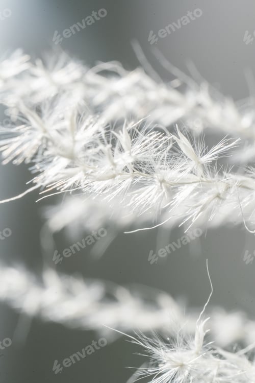 Preview: Decorative dried flower on a grey background.