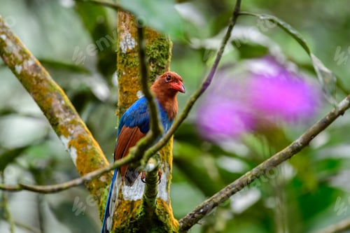 Preview: Sri Lanka blue magpie or Ceylon magpie bird perch on a tree branch at the Sinharaja forest reserve.