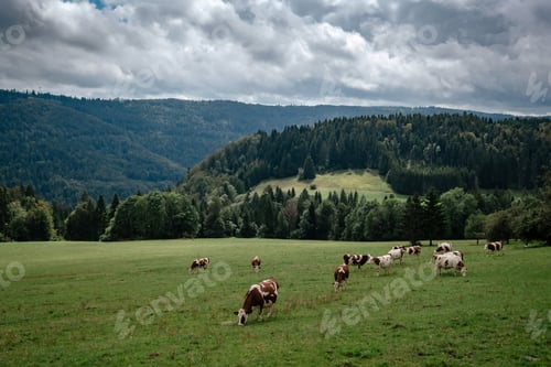 Preview: Cows grazing in tyrol alps on the mountains milk cheese advertisement