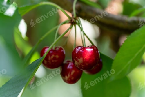 Preview: Closeup shot of cherries (Prunus cerasus) hanging on a tree branch