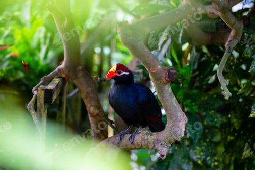 Preview: Blue parrot with a red and yellow beak
