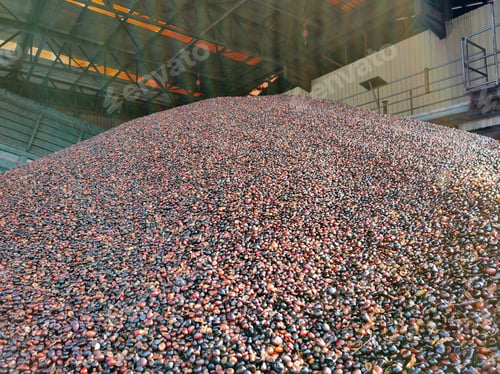 Preview: Selective focus. Full kernal palm seeds above the loading bay