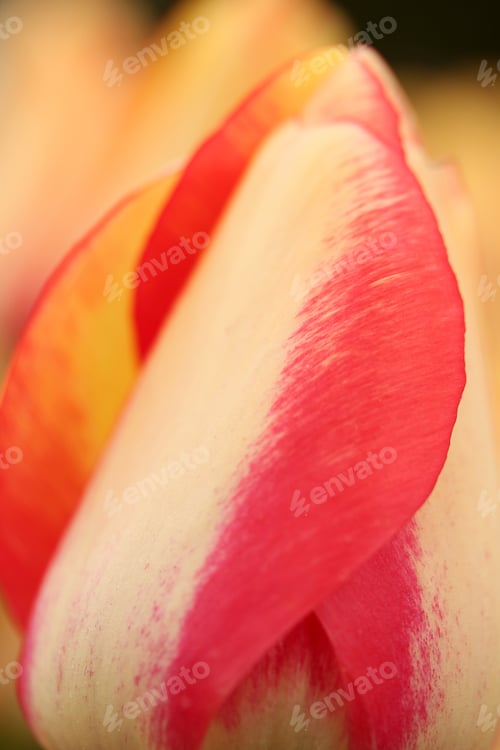Preview: Tulip