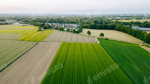 Preview: Wheat field in countryside landscape, Agricultural field with young green wheat.