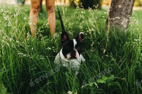 Preview: Crop woman walking with little dog in park