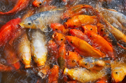 Preview: Koi carps crowding together competing for food