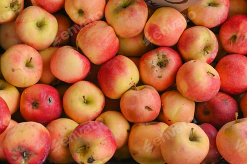 Vorschau: rote reife Äpfel. das Konzept umweltfreundlicher Äpfel