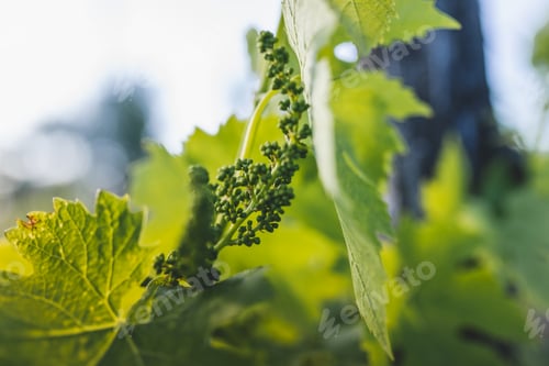 Preview: Green vine leaves with young clusters of white grapes