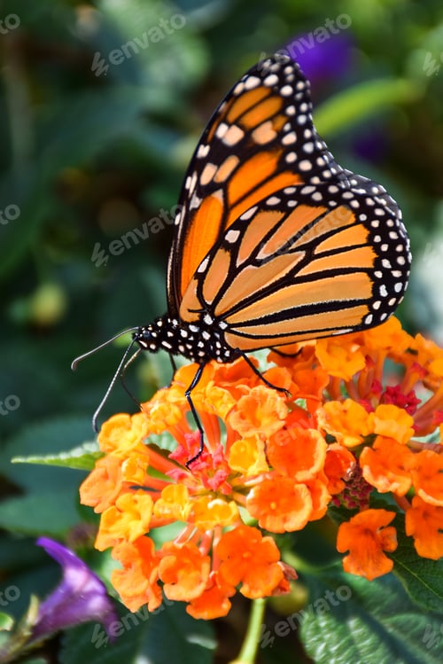 Preview: Monarch butterfly sitting on orange flowers