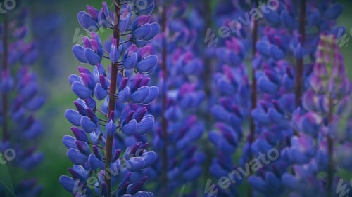 Preview: Bush Of Wild Flowers Lupine In Summer Field Meadow Panorama Summer Background. Lupinus, Commonly