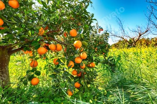 Preview: Ripe oranges on tree in orange garden.