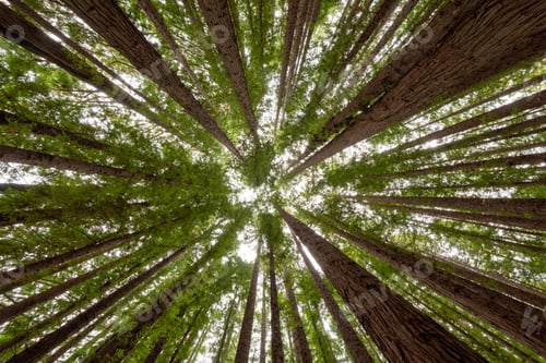 Preview: Low angle shot of the trees in a redwood forest