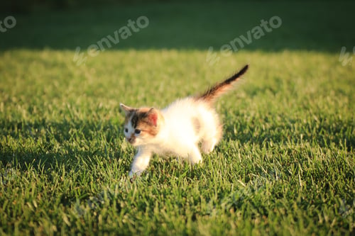 Preview: Cute little kitty in the grass