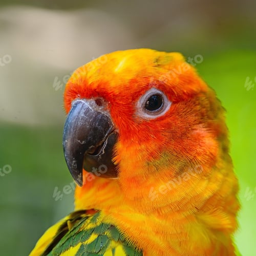 Preview: Sun Conure